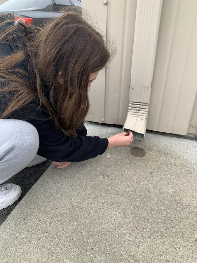 Searching for Caches: Hailey Wojtas (22) is searching for a geocache on the back side of Salon DeMarco Suites. "Sometimes finding a geocache can be really difficult," Wojtas said. "When they're small, they're often placed in hard to reach areas such as in trees, gutters and bushes." When searching for a geocache, participants must be very observant in the area(s) they are searching for the cache in so that they do not miss out on discovering it.